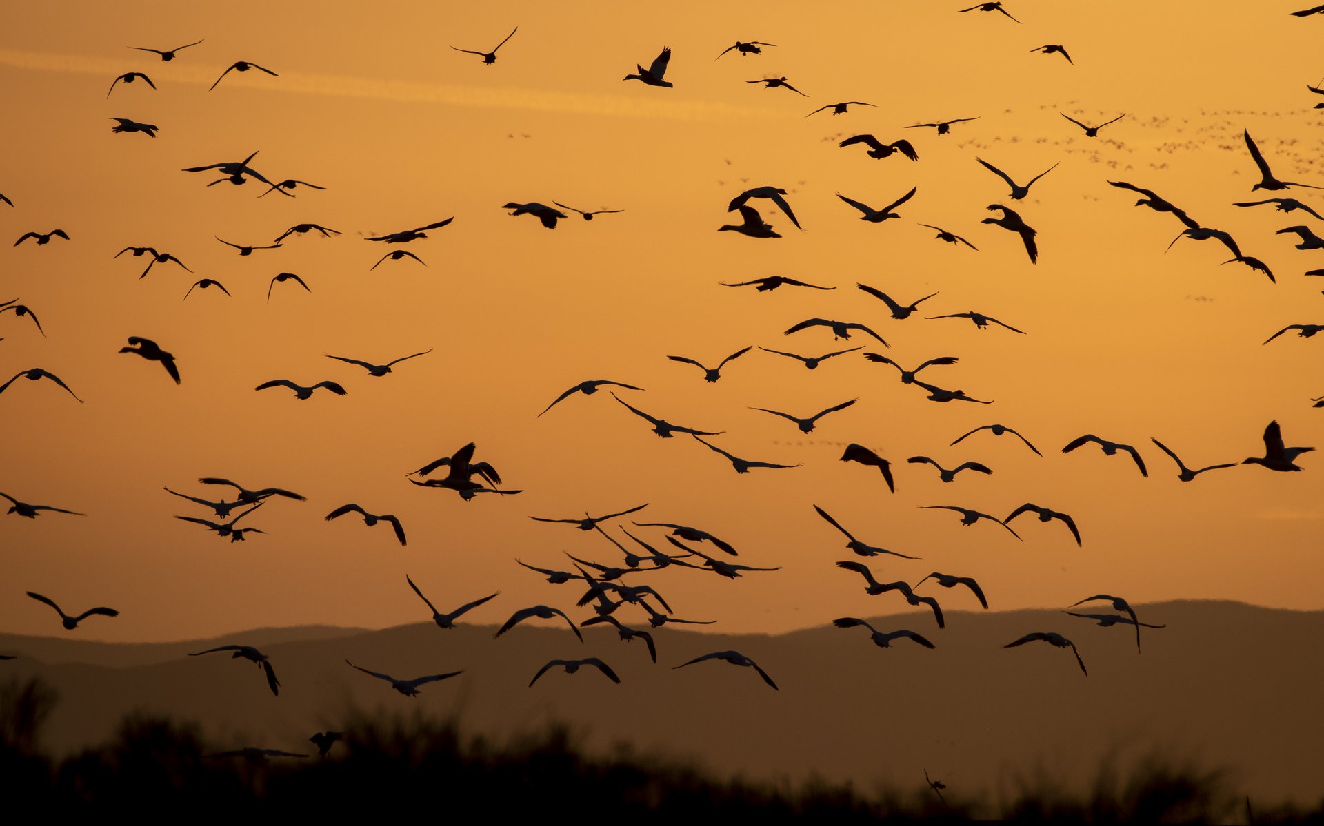 Snow Geese